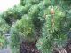 Kääpiövuorimänty Pinus Mugo Pumilio