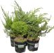 Havukasvi lajitelma Conifer mix P13