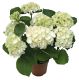 Hortensia Hydrangea Macrophylla Mix P23