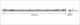 LED-yleisvalaisin Osram Submarine 19 W valkoinen 1,5 m IP65