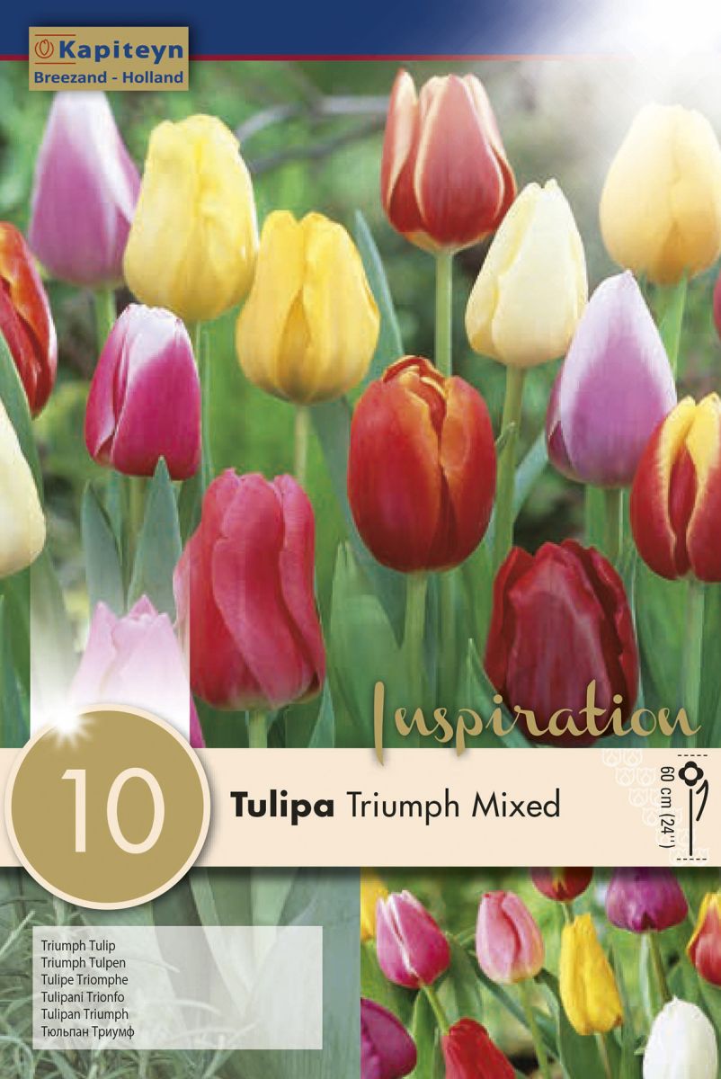 Syyskukkasipuli Tulppaani Triumph Mix 10 kpl