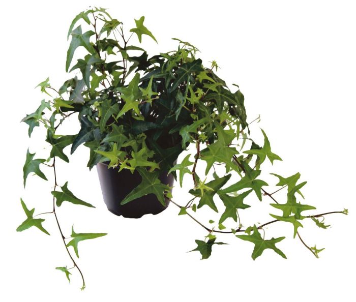 Muratti Hedera Mix P9