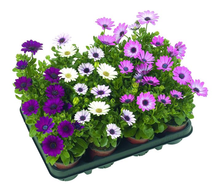 Tähtisilmä Osteospermum mix P11
