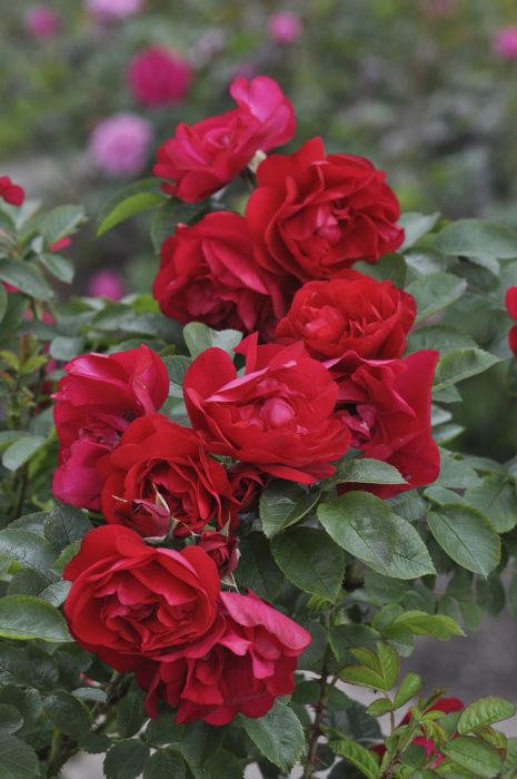 Puistoruusu Rosa Hansaland