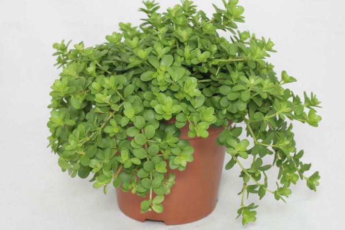Pennimuori Peperomia Rotundifolia P10,5