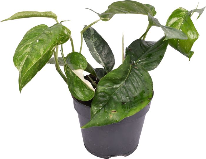 Kultaköynnös Epipremnum Pinnatum P12