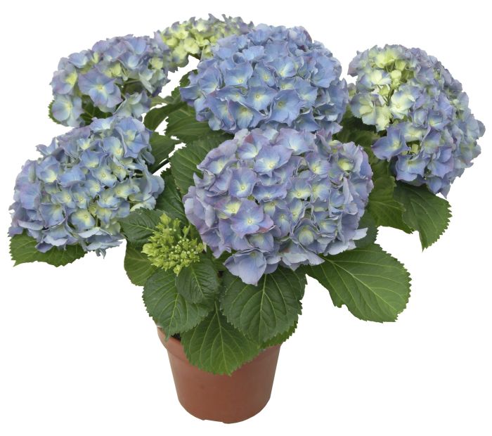 Hortensia Hydrangea Macrophylla Mix P23