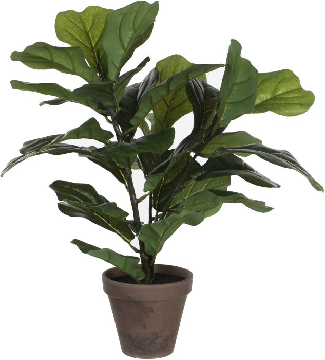 Silkkikasvi Lyyraviikuna 35 cm
