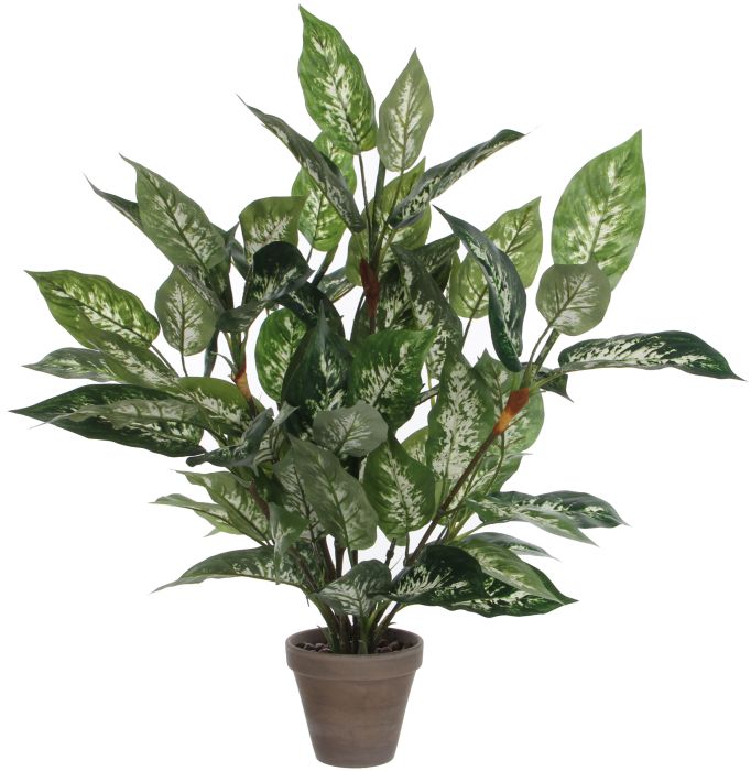 Silkkikasvi Kirjovehka 70 cm