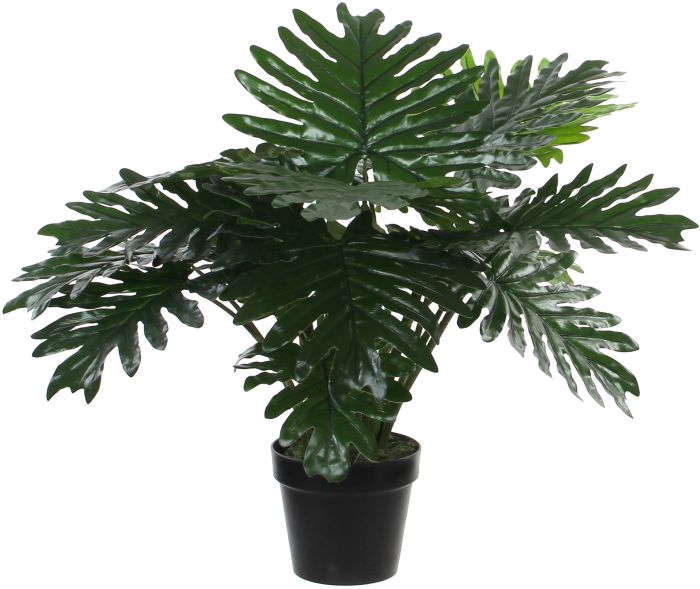 Silkkikasvi Vehka 60 cm