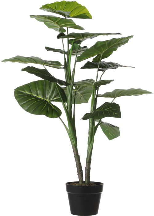 Silkkikasvi Taaro 100 cm
