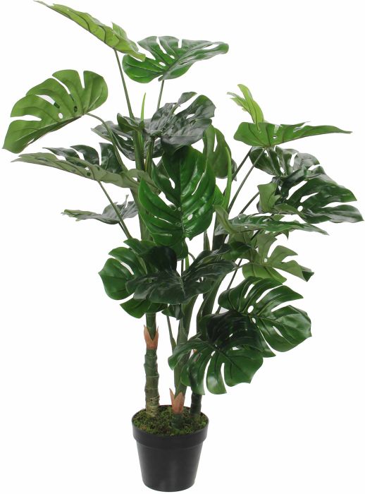 Silkkikasvi Peikonlehti 100 cm