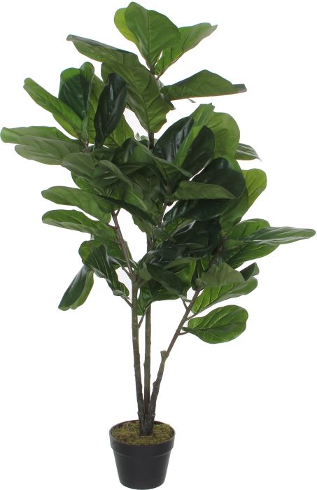 Silkkikasvi Lyyraviikuna 120 cm