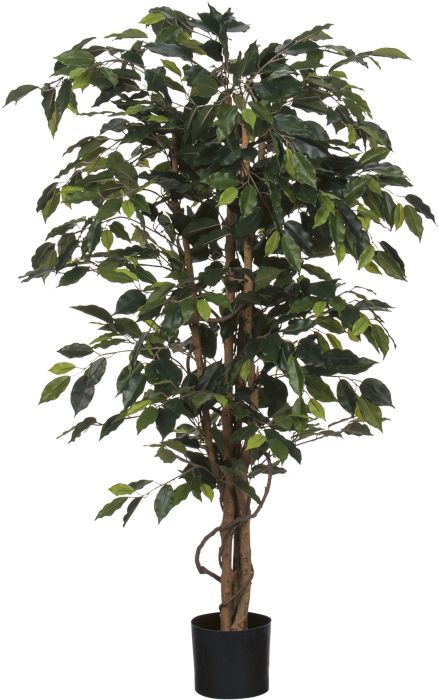 Silkkikasvi Limoviikuna 150 cm