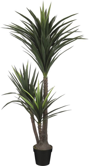 Silkkikasvi Jukkapalmu 3-runkoinen 160 cm