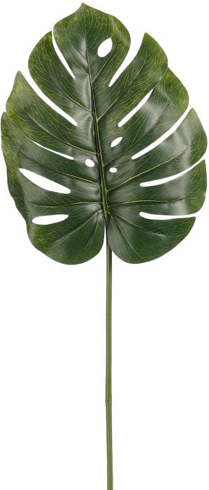 Silkkikasvi Peikonlehden oksa 75 cm