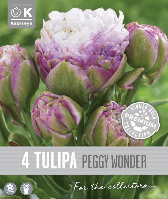 Syyskukkasipuli Kapiteyn Tulppaani Double Late Peggy 4 kpl