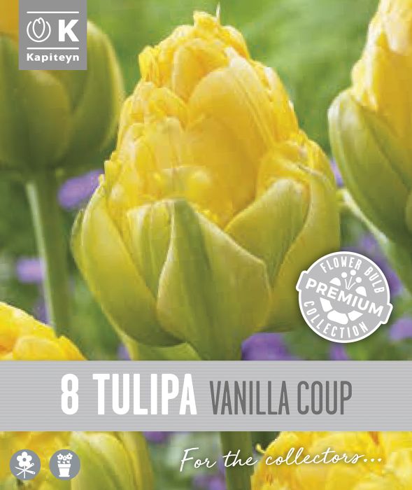 Syyskukkasipuli Kapiteyn Tulppaani Double Late Vanilla 8 kpl