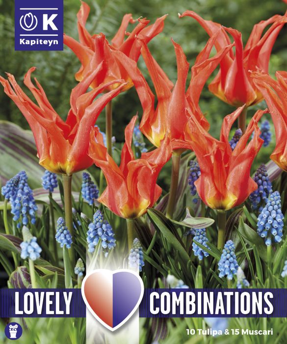 Syyskukkasipuli Kapiteyn Combinations Tulppaani ja Helmililja 25 kpl