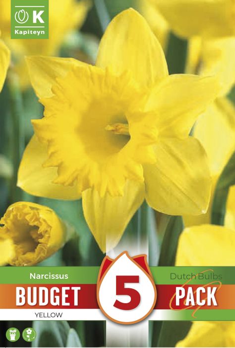 Syyskukkasipuli Kapiteyn Narsissi keltainen 5 kpl