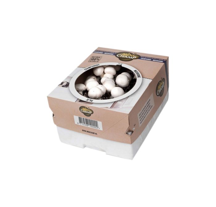 Herkkusieni Kapiteyn valkoinen 7,5 l kasvatuslaatikko