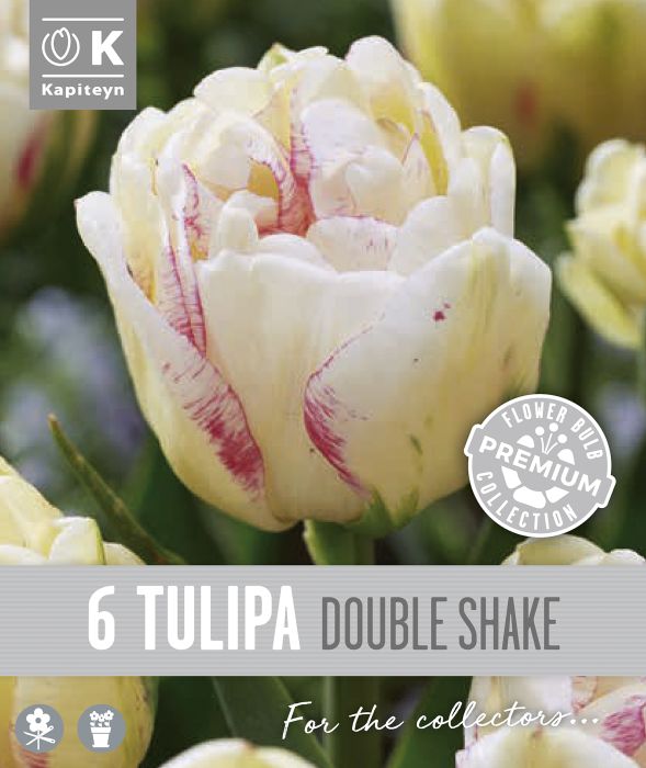 Syyskukkasipuli Kapiteyn Tulppaani Double Late 6 kpl