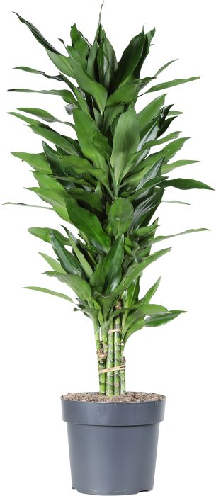 Tuoksutraakkipuu Dracaena Deremensis Janetlind P24
