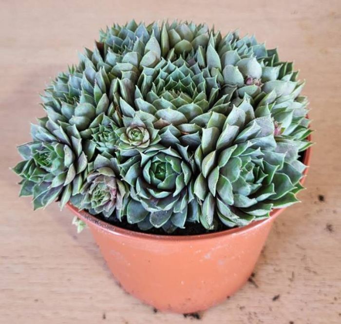 Mehitähti Sempervivum Hybrid P12