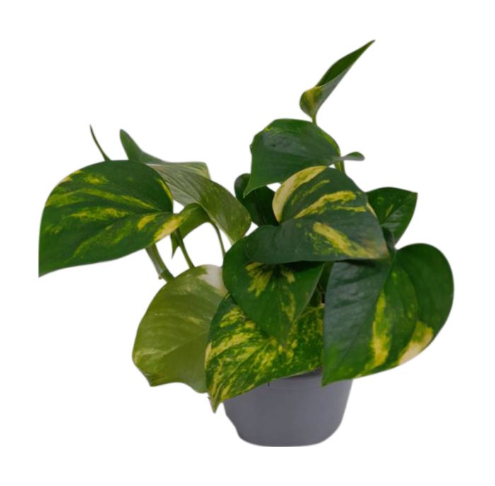 Köynnösvehka Philodendron Hybrid P12