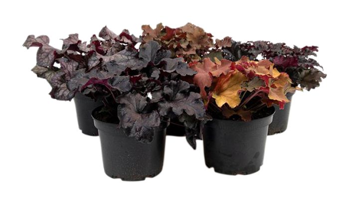 Keijunkukka Heuchera Hybrid P21