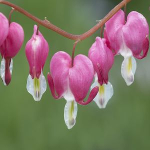 Särkynytsydän Mihkel Saar Puukool C3,5