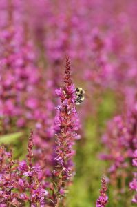 Rantakukka Lythrum salicaria Robin C2