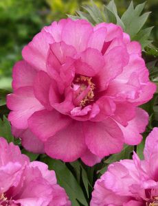 Jalopioni Paeonia Itoh Julia Rose