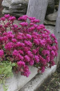 Kaukasianmaksaruoho Mihkel Saar Fuldaglut P12 / P15