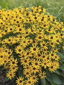 Loistopäivänhattu Mihkel Saar Puukool Little Goldstar