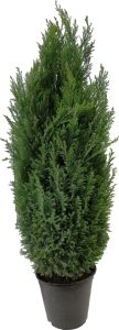 Sypressi Chamaecyparis Lawsoniana
