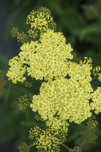 Kärsämö Mihkel Saar Puukool Sunny Seduction C2