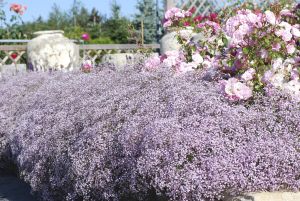 Morsiusharso Mihkel Saar Puukool Rosenschleier