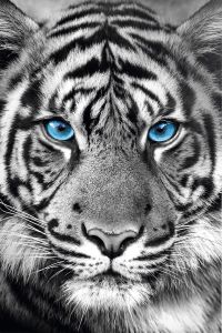 Juliste Reinders 072 61 x 91,5 cm