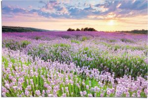 Juliste Reinders 095 61 x 91,5 cm