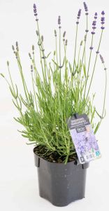 Tähkälaventeli Mihkel Saar Puukool Hidcote