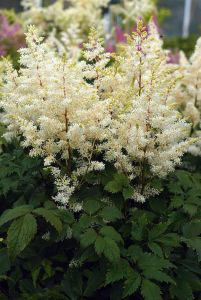 Jaloangervo Astilbe Rock And Roll C2