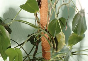 Kookostukikeppi 80 cm