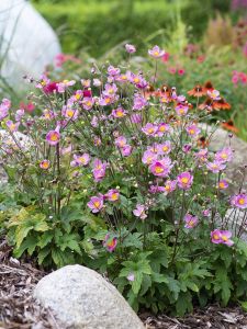 Syysvuokko Mihkel Saar Puukool Fantasy Jasmine