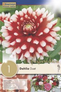 Syyskukkasipuli Kapiteyn Dahlia Duet 1 kpl
