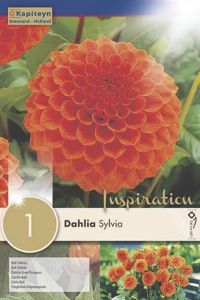Syyskukkasipuli Kapiteyn Dahlia Sylvia 1 kpl