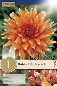 Syyskukkasipuli Kapiteyn Dahlia Color Spectacle 1 kpl