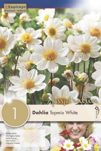 Syyskukkasipuli Kapiteyn Dahlia Topmix White 1 kpl