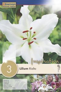 Syyskukkasipuli Kapiteyn Lilja Rialto 3 kpl