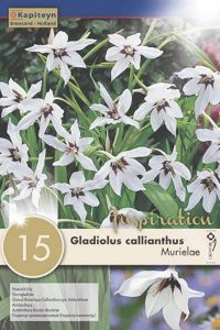 Syyskukkasipuli Kapiteyn Miekkalilja Gladiolus Callianthus 15 kpl